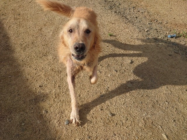 f：id：roukenhome-ann：20200717131838j：plain