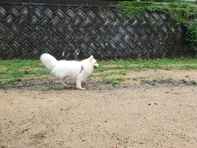 f:id:roukenhome-ann:20200725200700j:plain