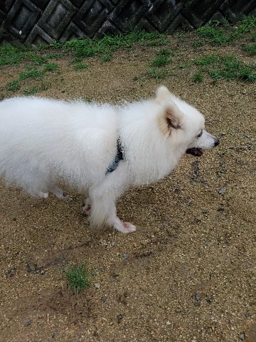 f:id:roukenhome-ann:20200725200704j:plain