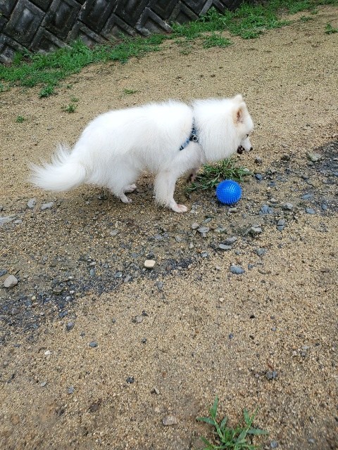 f:id:roukenhome-ann:20200725200712j:plain