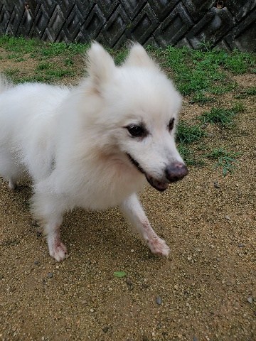 f:id:roukenhome-ann:20200725200716j:plain