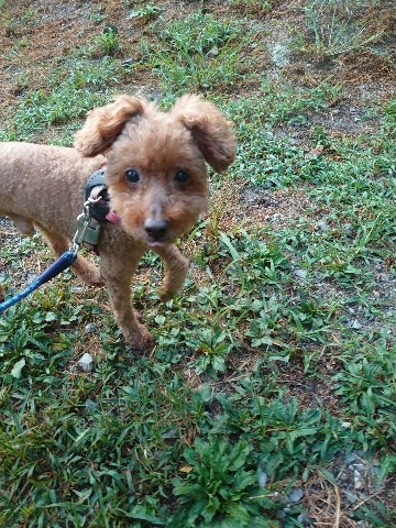 f：id：roukenhome-ann：20200904084754j：plain