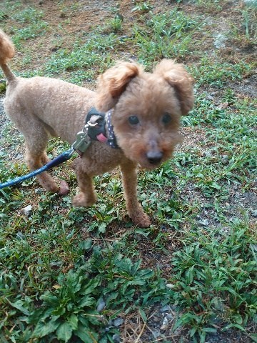 f：id：roukenhome-ann：20200904084758j：plain