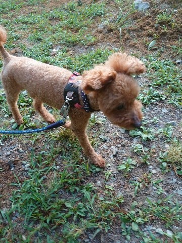 f：id：roukenhome-ann：20200904084803j：plain