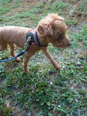 f：id：roukenhome-ann：20200904084808j：plain