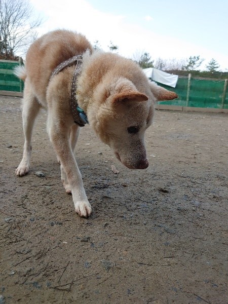 f：id：roukenhome-ann：20200922190044j：plain