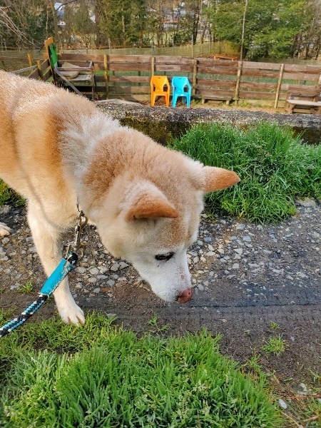 f：id：roukenhome-ann：20200922190340j：plain