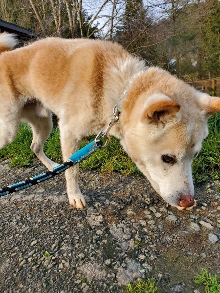 f：id：roukenhome-ann：20200922190344j：plain