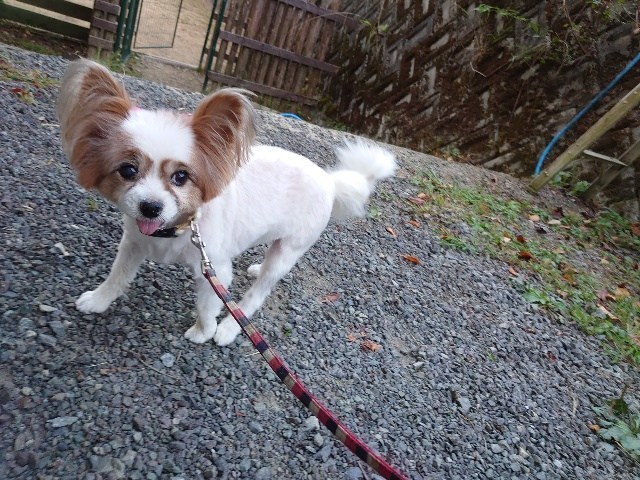 f:id:roukenhome-ann:20200924123358j:plain f:id:roukenhome-ann:20200924123358j:plain