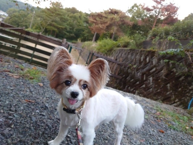 f:id:roukenhome-ann:20200924123402j:plain f:id:roukenhome-ann:20200924123402j:plain