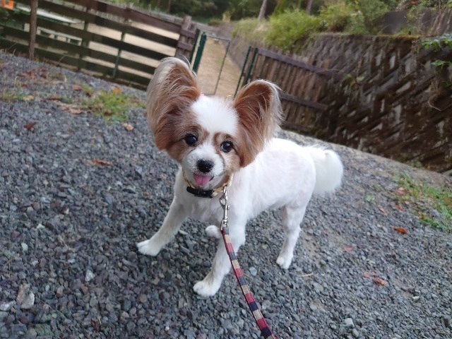 f:id:roukenhome-ann:20200924123406j:plain f:id:roukenhome-ann:20200924123406j:plain