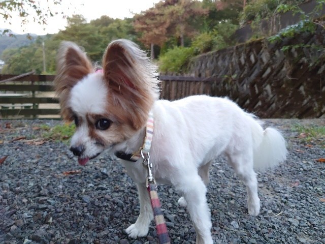 f:id:roukenhome-ann:20200924123410j:plain f:id:roukenhome-ann:20200924123410j:plain