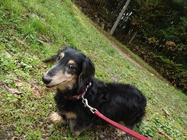 f：id：roukenhome-ann：20201108154300j：plain