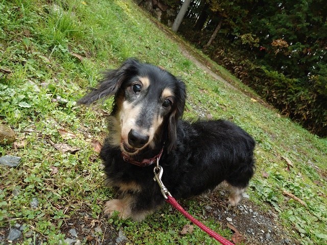 f：id：roukenhome-ann：20201108154306j：plain