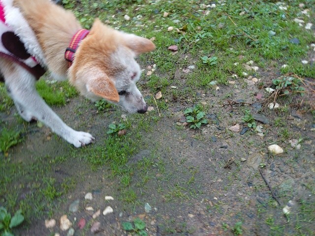 f:id:roukenhome-ann:20201112180714j:plain f:id:roukenhome-ann:20201112180714j:plain