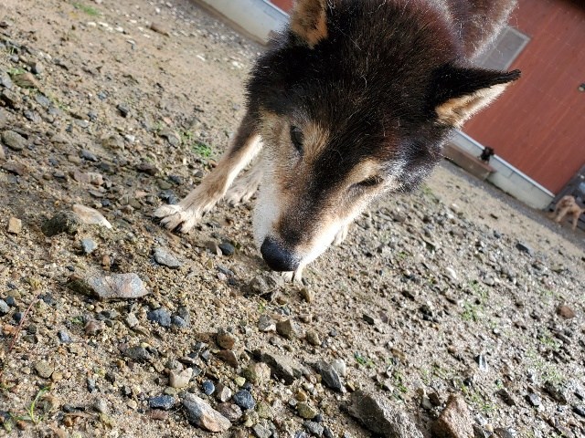 f：id：roukenhome-ann：20201112181908j：plain