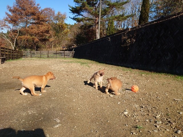 f:id:roukenhome-ann:20201205134045j:plain
