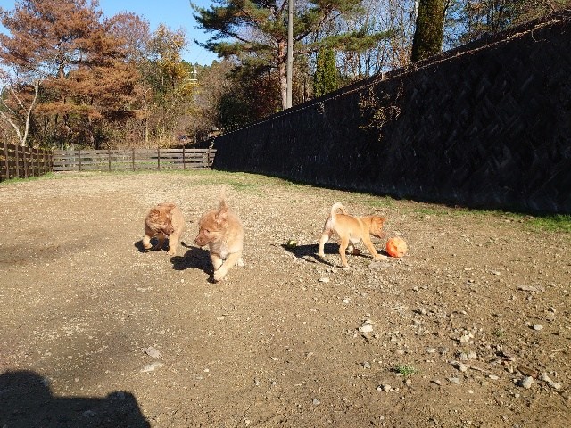 f:id:roukenhome-ann:20201205134100j:plain