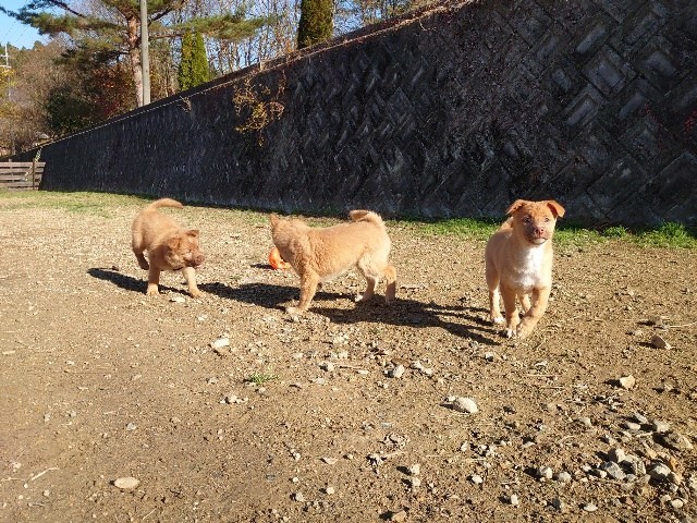 f:id:roukenhome-ann:20201205134121j:plain