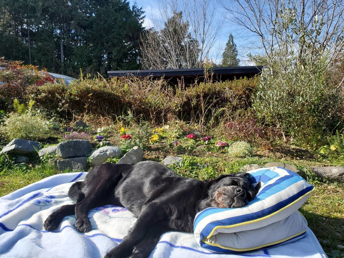 f：id：roukenhome-ann：20201209152730j：plain