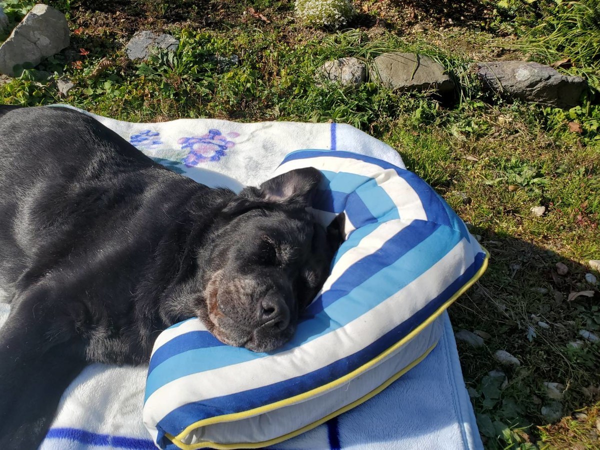 f：id：roukenhome-ann：20201209152744j：plain