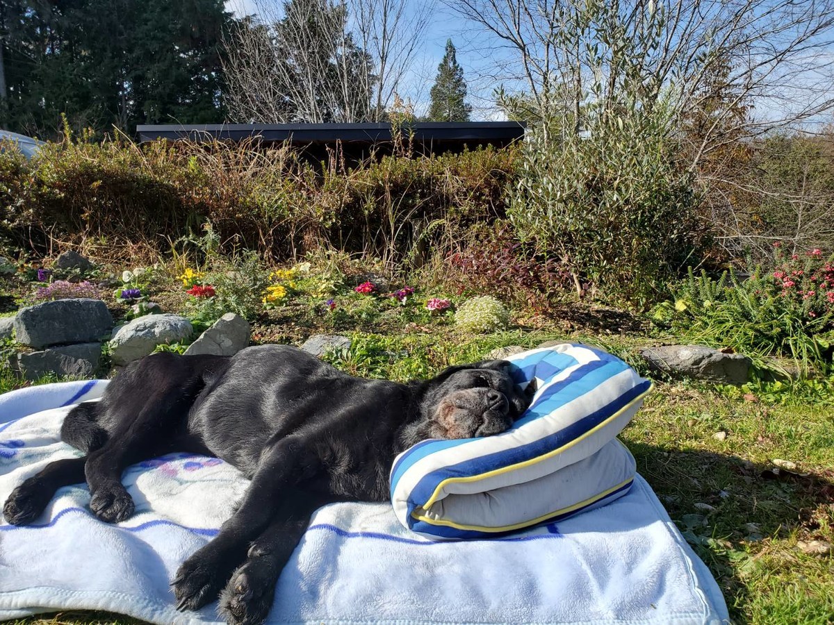 f：id：roukenhome-ann：20201209152803j：plain