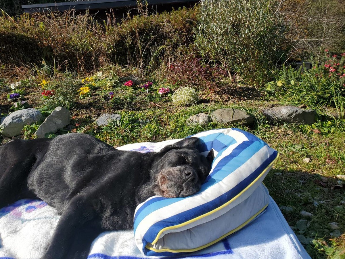 f：id：roukenhome-ann：20201209152817j：plain