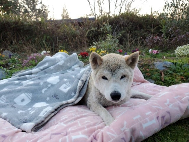 f:id:roukenhome-ann:20201212132227j:plain