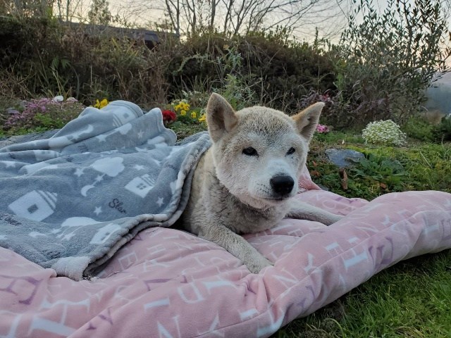 f:id:roukenhome-ann:20201212132232j:plain