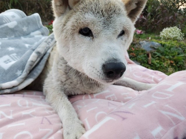 f:id:roukenhome-ann:20201212132236j:plain