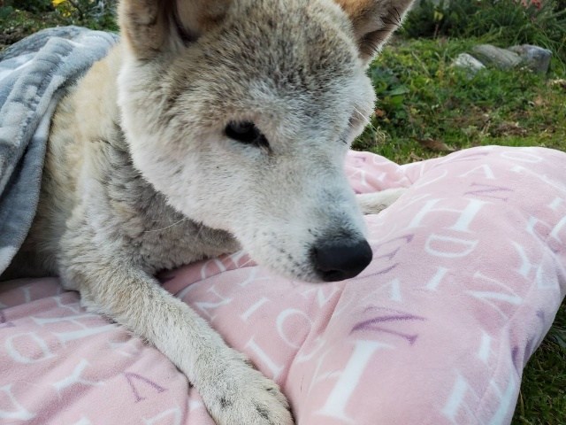 f:id:roukenhome-ann:20201212132240j:plain