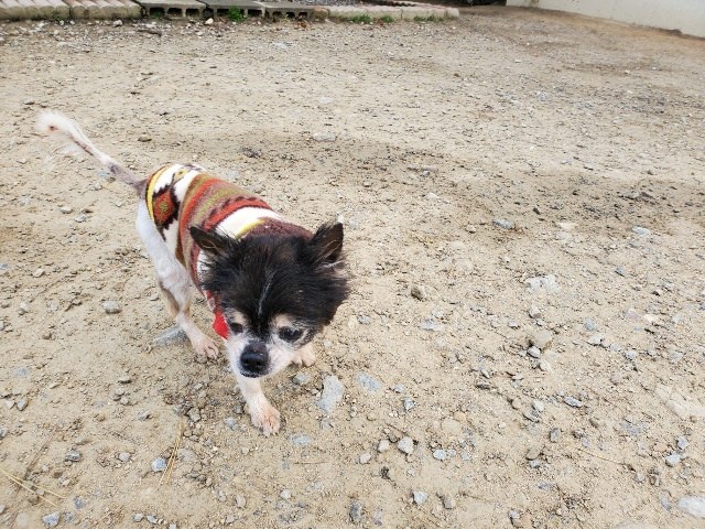 f：id：roukenhome-ann：20201223142051j：plain