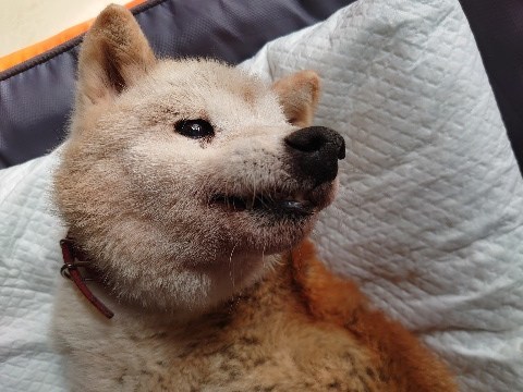 f：id：roukenhome-ann：20201227135205j：plain