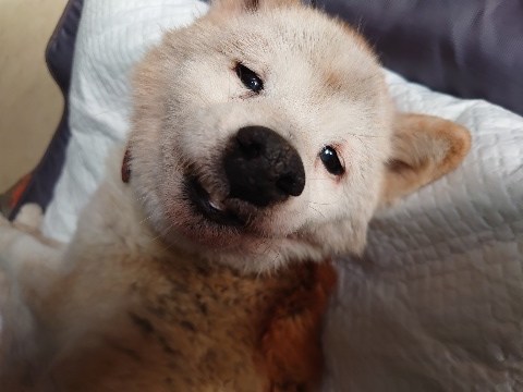 f：id：roukenhome-ann：20201227135212j：plain