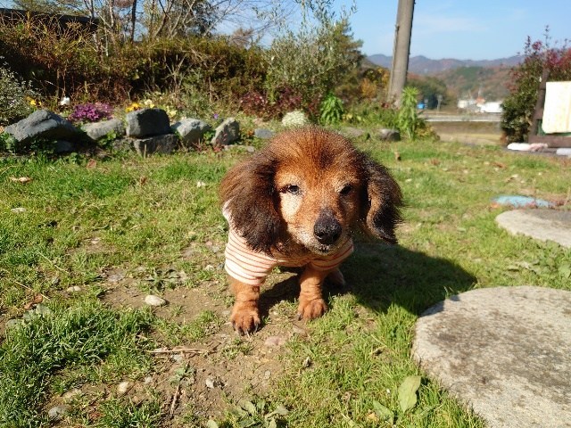 大阪市内の老犬ホーム