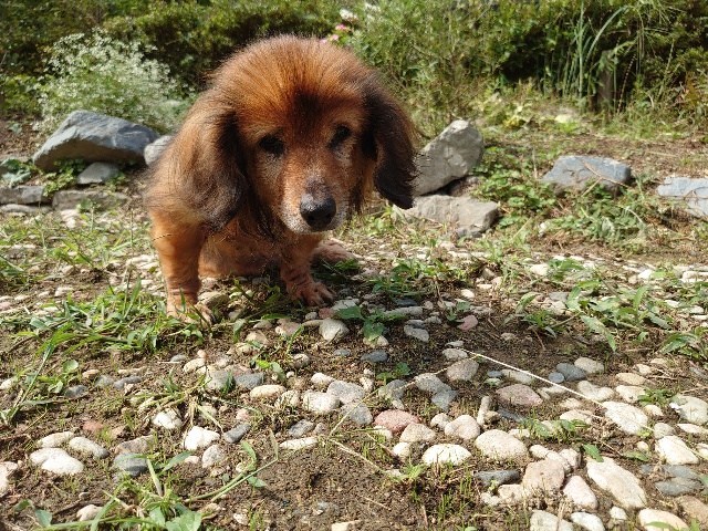 京都の老犬ホーム