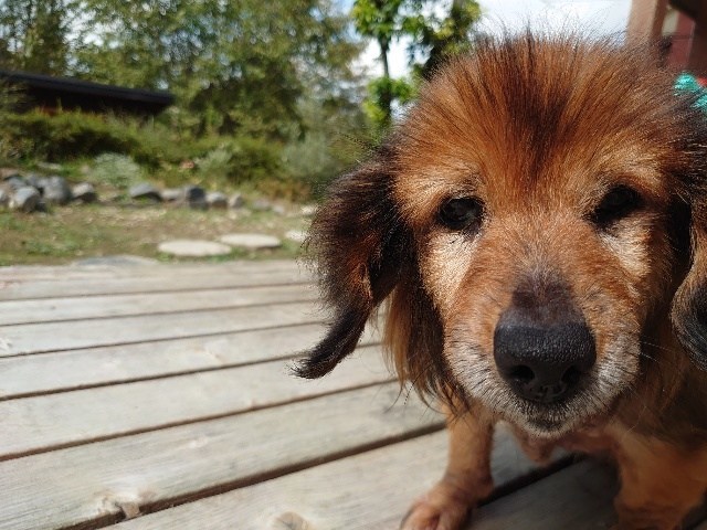 京都最大の老犬ホーム