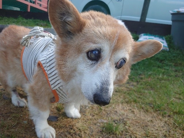 老犬ホームあん 新人さん モモ 老犬ホームあん 犬との共存