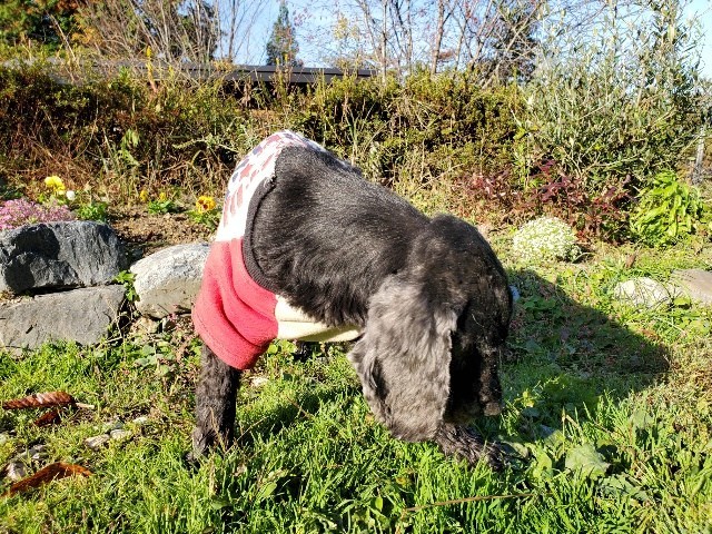 f：id：roukenhome-ann：20210208090654j：plain