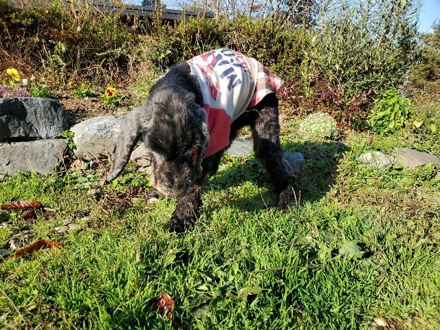 f：id：roukenhome-ann：20210208090756j：plain