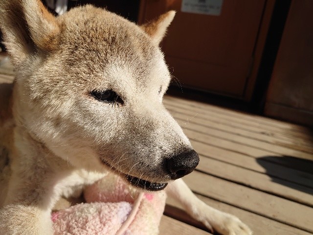 f：id：roukenhome-ann：20210208091059j：plain