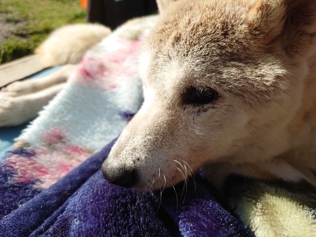 f：id：roukenhome-ann：20210208091104j：plain