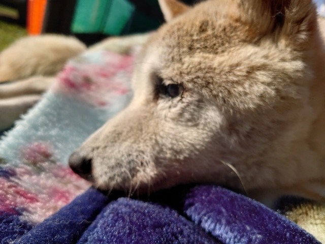 f：id：roukenhome-ann：20210208091107j：plain