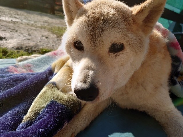 f：id：roukenhome-ann：20210208091111j：plain