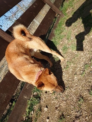 貸し切りドッグラン