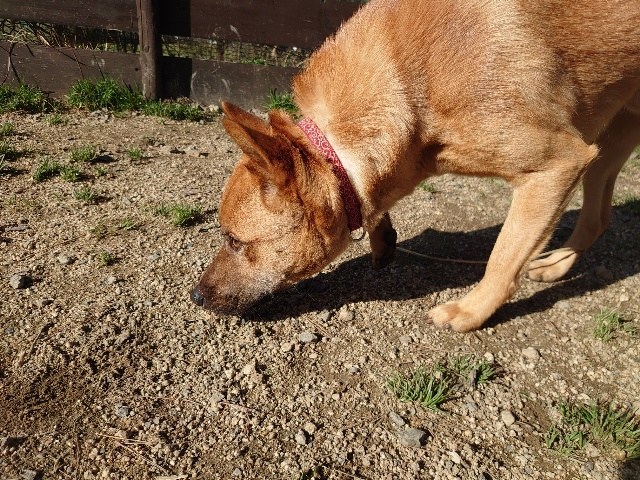 大阪の老犬ホーム