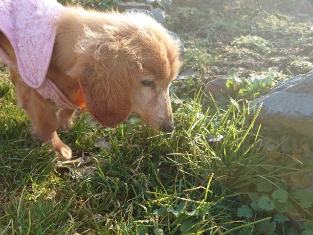 f：id：roukenhome-ann：20210220184931j：plain