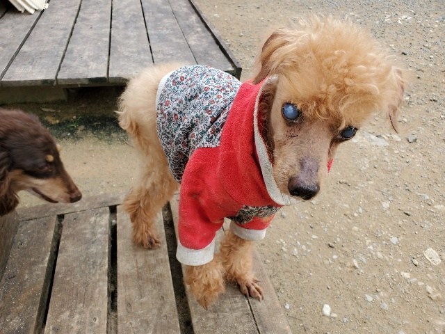 大阪の老犬ホーム