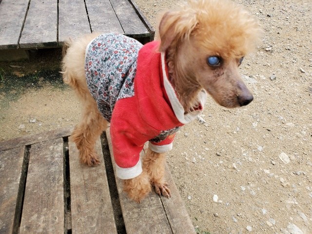 大阪最大の老犬ホーム