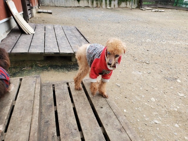 京都の老犬ホーム